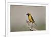 Southern masked weaver (Ploceus velatus), male, Kgalagadi Transfrontier Park, South Africa, Africa-James Hager-Framed Photographic Print