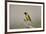Southern masked weaver (Ploceus velatus), male, Kgalagadi Transfrontier Park, South Africa, Africa-James Hager-Framed Photographic Print