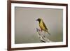 Southern masked weaver (Ploceus velatus), male, Kgalagadi Transfrontier Park, South Africa, Africa-James Hager-Framed Photographic Print