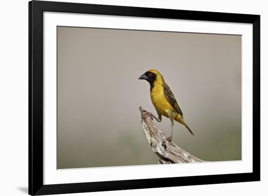 Southern masked weaver (Ploceus velatus), male, Kgalagadi Transfrontier Park, South Africa, Africa-James Hager-Framed Photographic Print