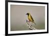 Southern masked weaver (Ploceus velatus), male, Kgalagadi Transfrontier Park, South Africa, Africa-James Hager-Framed Photographic Print