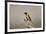 Southern masked weaver (Ploceus velatus), male, Kgalagadi Transfrontier Park, South Africa, Africa-James Hager-Framed Photographic Print