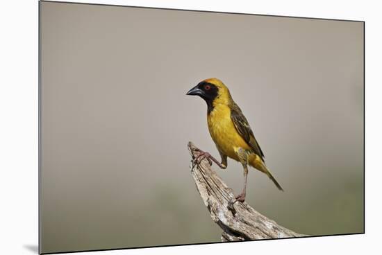 Southern masked weaver (Ploceus velatus), male, Kgalagadi Transfrontier Park, South Africa, Africa-James Hager-Mounted Photographic Print