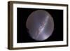 Southern Milky Way with Zodiacal Light Prominent in the East-null-Framed Photographic Print