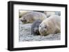 Southern Ocean, South Georgia. A female elephant seal and her pup lie together on the beach.-Ellen Goff-Framed Photographic Print