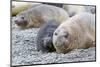 Southern Ocean, South Georgia. A female elephant seal and her pup lie together on the beach.-Ellen Goff-Mounted Photographic Print