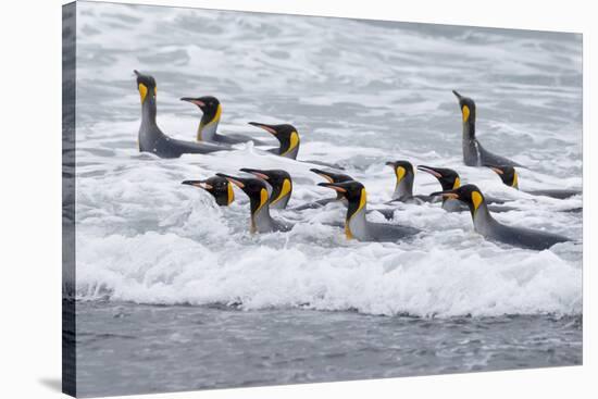 Southern Ocean, South Georgia. A group of king penguins bathe in the surf.-Ellen Goff-Stretched Canvas