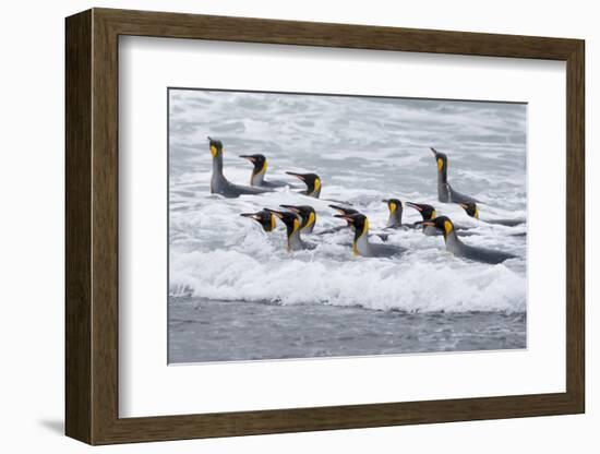 Southern Ocean, South Georgia. A group of king penguins bathe in the surf.-Ellen Goff-Framed Photographic Print