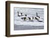 Southern Ocean, South Georgia. A group of king penguins bathe in the surf.-Ellen Goff-Framed Photographic Print