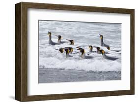 Southern Ocean, South Georgia. A group of king penguins bathe in the surf.-Ellen Goff-Framed Photographic Print