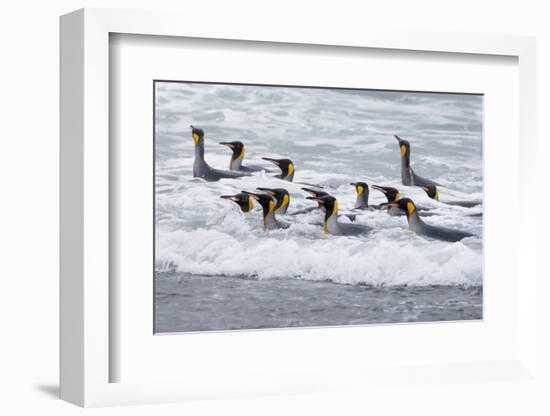 Southern Ocean, South Georgia. A group of king penguins bathe in the surf.-Ellen Goff-Framed Photographic Print