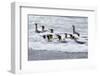 Southern Ocean, South Georgia. A group of king penguins bathe in the surf.-Ellen Goff-Framed Photographic Print