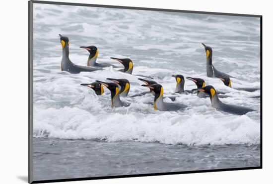 Southern Ocean, South Georgia. A group of king penguins bathe in the surf.-Ellen Goff-Mounted Photographic Print