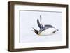 Southern Ocean, South Georgia. A king penguin flaps its flippers and vocalizes while lying down.-Ellen Goff-Framed Photographic Print