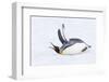 Southern Ocean, South Georgia. A king penguin flaps its flippers and vocalizes while lying down.-Ellen Goff-Framed Photographic Print