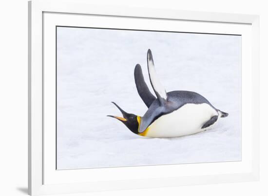 Southern Ocean, South Georgia. A king penguin flaps its flippers and vocalizes while lying down.-Ellen Goff-Framed Photographic Print