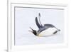 Southern Ocean, South Georgia. A king penguin flaps its flippers and vocalizes while lying down.-Ellen Goff-Framed Photographic Print