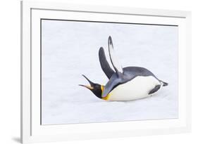 Southern Ocean, South Georgia. A king penguin flaps its flippers and vocalizes while lying down.-Ellen Goff-Framed Photographic Print