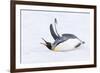 Southern Ocean, South Georgia. A king penguin flaps its flippers and vocalizes while lying down.-Ellen Goff-Framed Photographic Print