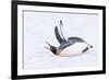 Southern Ocean, South Georgia. A king penguin flaps its flippers and vocalizes while lying down.-Ellen Goff-Framed Photographic Print