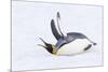 Southern Ocean, South Georgia. A king penguin flaps its flippers and vocalizes while lying down.-Ellen Goff-Mounted Photographic Print