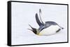 Southern Ocean, South Georgia. A king penguin flaps its flippers and vocalizes while lying down.-Ellen Goff-Framed Stretched Canvas