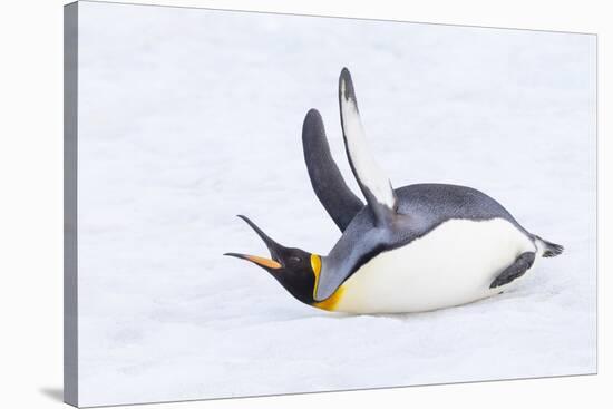 Southern Ocean, South Georgia. A king penguin flaps its flippers and vocalizes while lying down.-Ellen Goff-Stretched Canvas