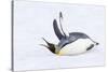 Southern Ocean, South Georgia. A king penguin flaps its flippers and vocalizes while lying down.-Ellen Goff-Stretched Canvas