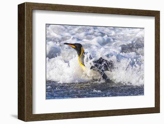 Southern Ocean, South Georgia. A king penguin surfs the waves to the shore.-Ellen Goff-Framed Photographic Print