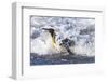 Southern Ocean, South Georgia. A king penguin surfs the waves to the shore.-Ellen Goff-Framed Photographic Print