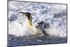 Southern Ocean, South Georgia. A king penguin surfs the waves to the shore.-Ellen Goff-Mounted Photographic Print