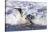 Southern Ocean, South Georgia. A king penguin surfs the waves to the shore.-Ellen Goff-Stretched Canvas