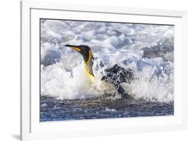 Southern Ocean, South Georgia. A king penguin surfs the waves to the shore.-Ellen Goff-Framed Photographic Print