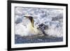 Southern Ocean, South Georgia. A king penguin surfs the waves to the shore.-Ellen Goff-Framed Photographic Print