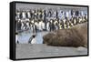 Southern Ocean, South Georgia. A large elephant seal bull lies in the midst of many penguins.-Ellen Goff-Framed Stretched Canvas