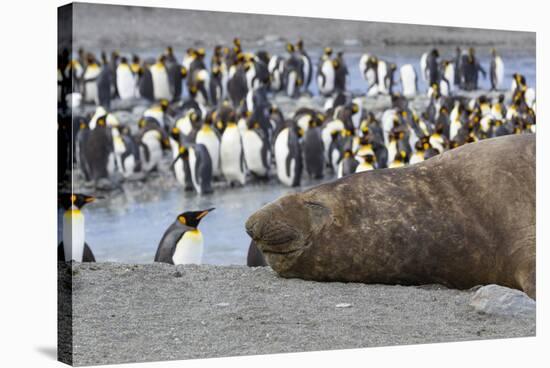 Southern Ocean, South Georgia. A large elephant seal bull lies in the midst of many penguins.-Ellen Goff-Stretched Canvas