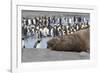 Southern Ocean, South Georgia. A large elephant seal bull lies in the midst of many penguins.-Ellen Goff-Framed Photographic Print