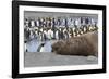 Southern Ocean, South Georgia. A large elephant seal bull lies in the midst of many penguins.-Ellen Goff-Framed Photographic Print