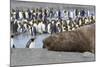 Southern Ocean, South Georgia. A large elephant seal bull lies in the midst of many penguins.-Ellen Goff-Mounted Photographic Print