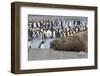 Southern Ocean, South Georgia. A large elephant seal bull lies in the midst of many penguins.-Ellen Goff-Framed Photographic Print