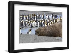 Southern Ocean, South Georgia. A large elephant seal bull lies in the midst of many penguins.-Ellen Goff-Framed Photographic Print