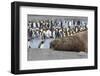 Southern Ocean, South Georgia. A large elephant seal bull lies in the midst of many penguins.-Ellen Goff-Framed Photographic Print