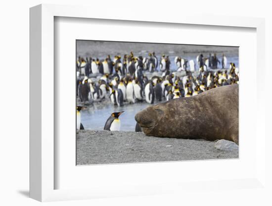 Southern Ocean, South Georgia. A large elephant seal bull lies in the midst of many penguins.-Ellen Goff-Framed Photographic Print