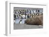 Southern Ocean, South Georgia. A large elephant seal bull lies in the midst of many penguins.-Ellen Goff-Framed Photographic Print