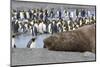 Southern Ocean, South Georgia. A large elephant seal bull lies in the midst of many penguins.-Ellen Goff-Mounted Photographic Print