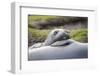 Southern Ocean, South Georgia. A young elephant seal mouths the flipper of another.-Ellen Goff-Framed Photographic Print