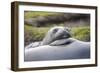 Southern Ocean, South Georgia. A young elephant seal mouths the flipper of another.-Ellen Goff-Framed Photographic Print