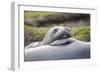 Southern Ocean, South Georgia. A young elephant seal mouths the flipper of another.-Ellen Goff-Framed Photographic Print