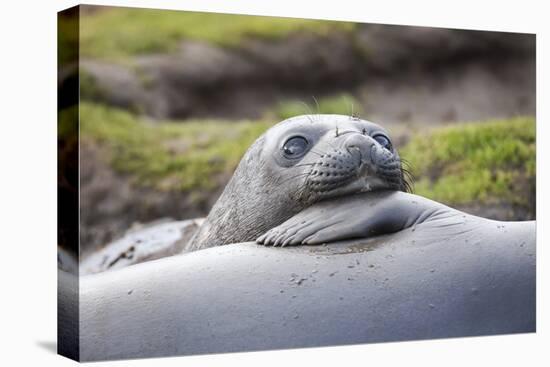 Southern Ocean, South Georgia. A young elephant seal mouths the flipper of another.-Ellen Goff-Stretched Canvas