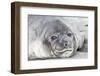 Southern Ocean, South Georgia. Headshot of an elephant seal weaner.-Ellen Goff-Framed Photographic Print